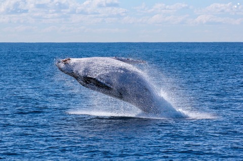 Uccisa la prima balena blu in 50 anni, compagnia ...